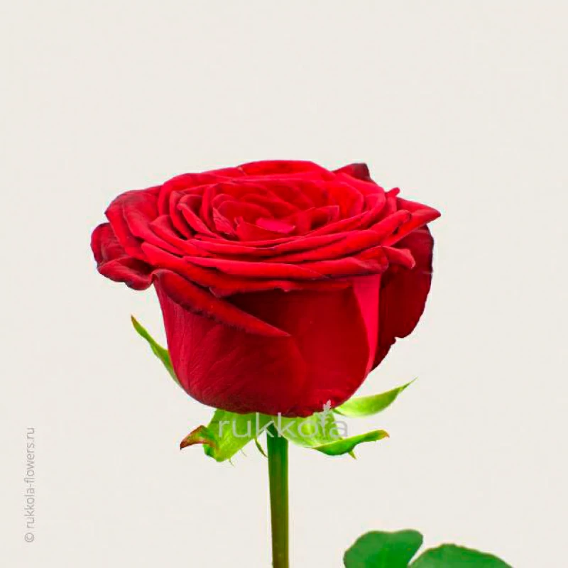 Купить красные розы поштучно сердобск цветы с доставкой на дом
